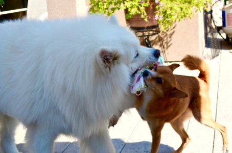 Dog Dog Like Mammal Dog Breed Dog Breed Group photo