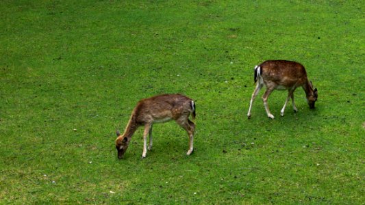 Wildlife Fauna Grassland Deer photo
