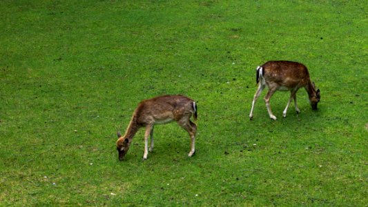 Wildlife Fauna Grassland Deer