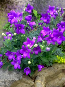 Flower Plant Flowering Plant Purple