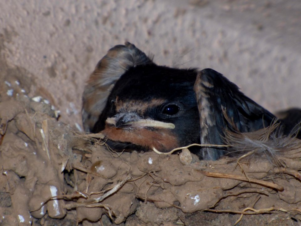 Fauna Swallow Beak Snout