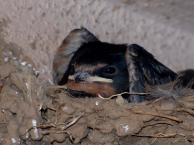 Fauna Swallow Beak Snout