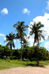 Sky Tree Vegetation Palm Tree photo