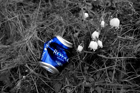 Blue Grass Black And White Litter
