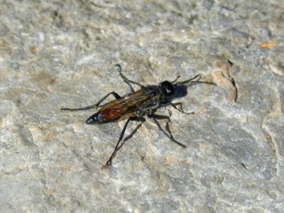 Insect Invertebrate Fauna Pest