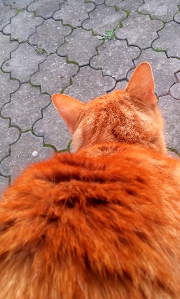Cat Whiskers Fauna Small To Medium Sized Cats