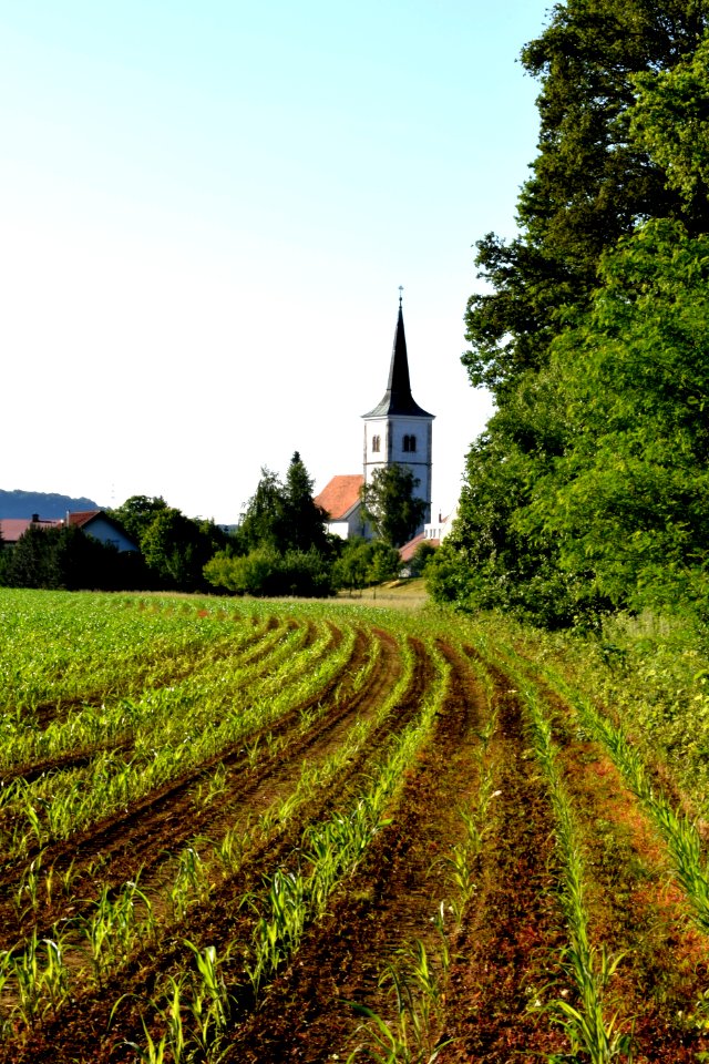 Sky Field Agriculture Tree