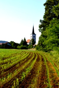 Sky Field Agriculture Tree