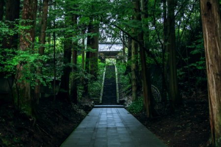 Nature Green Nature Reserve Path photo