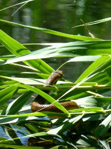 Vegetation Leaf Plant Water