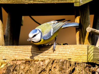 Bird Fauna Beak Organism photo