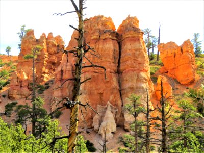 Rock Tree National Park Canyon