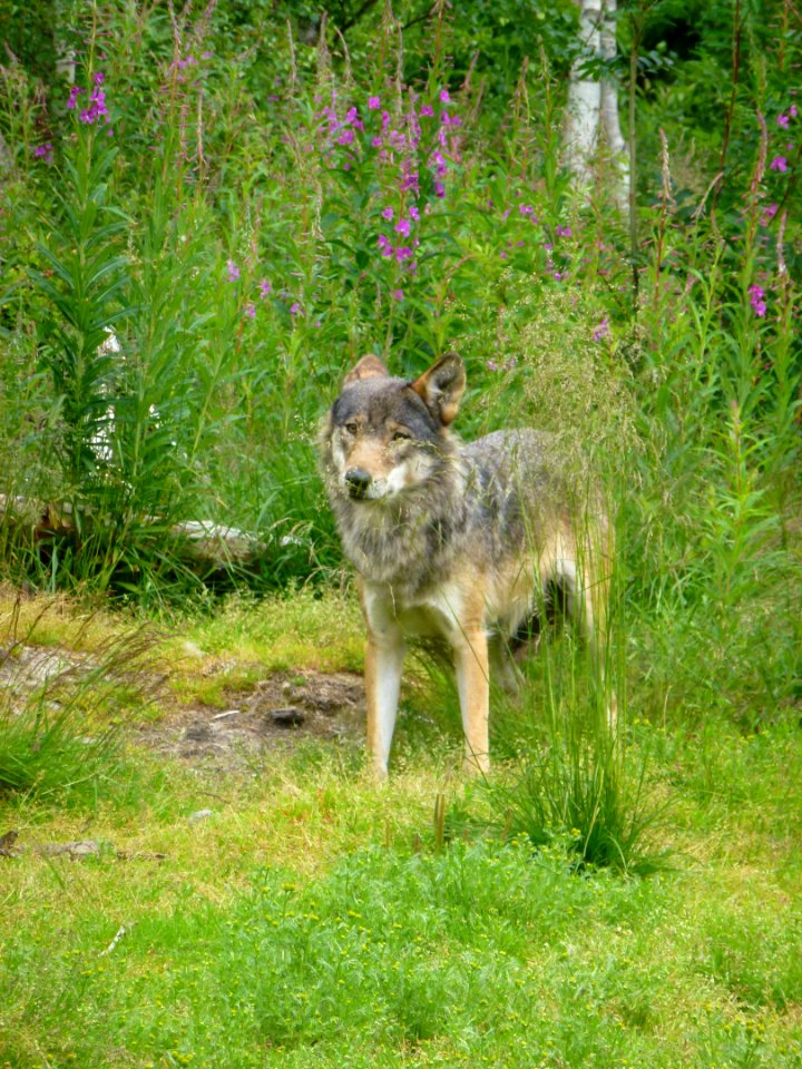 Dog Like Mammal Mammal Wildlife Fauna