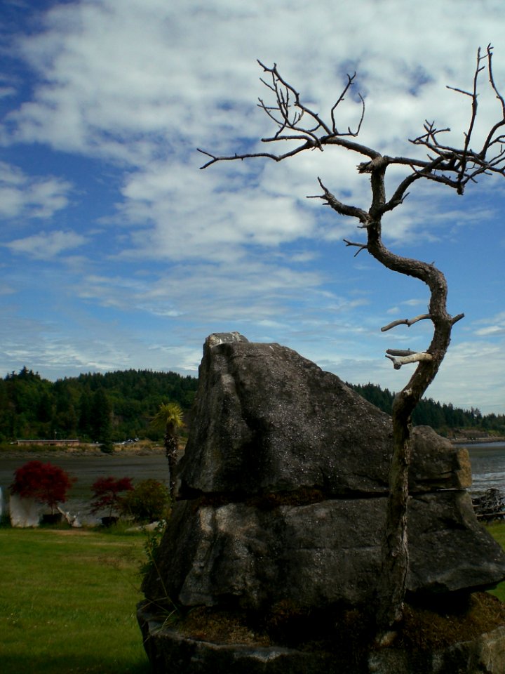 Tree Sky Woody Plant Plant