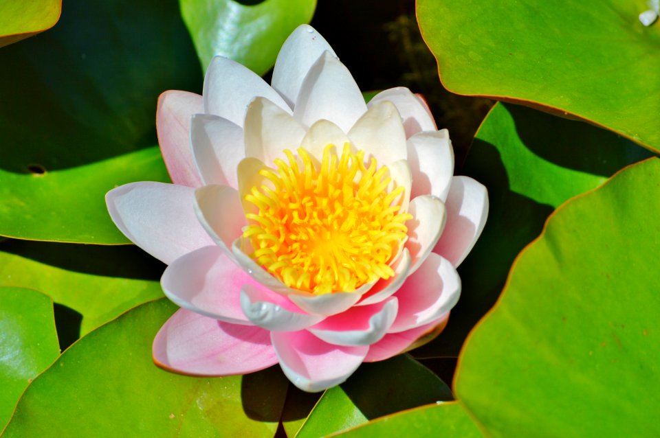 Flower Sacred Lotus Aquatic Plant Flora