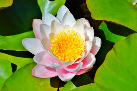 Flower Sacred Lotus Aquatic Plant Flora