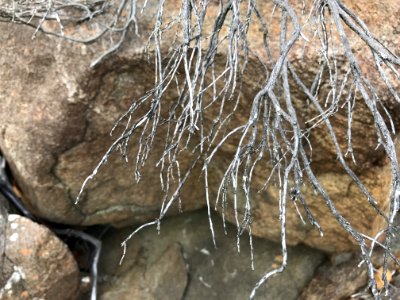 Water Rock Formation Branch photo
