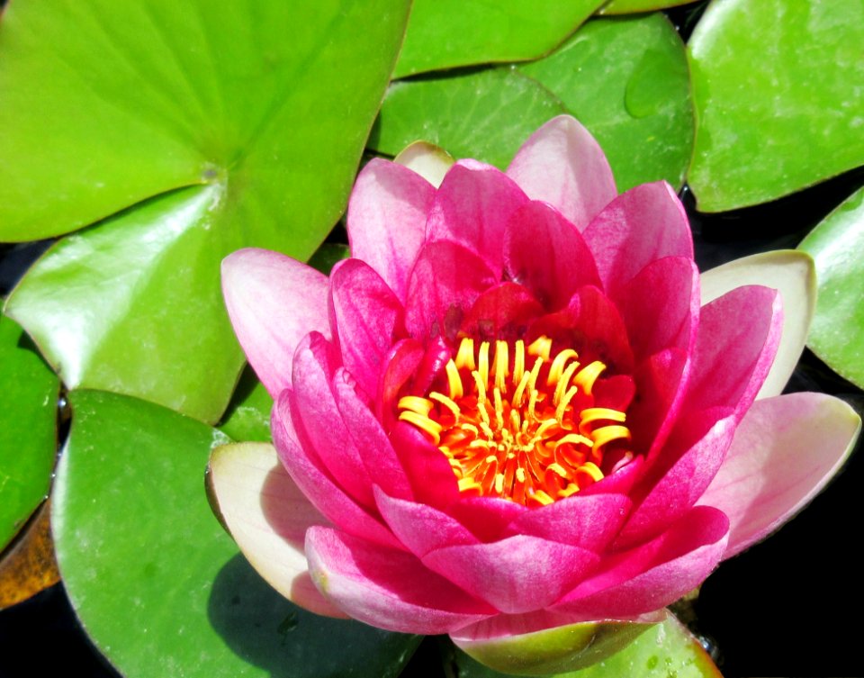 Flower Plant Flora Aquatic Plant