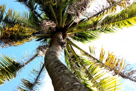 Tree Arecales Palm Tree Vegetation photo