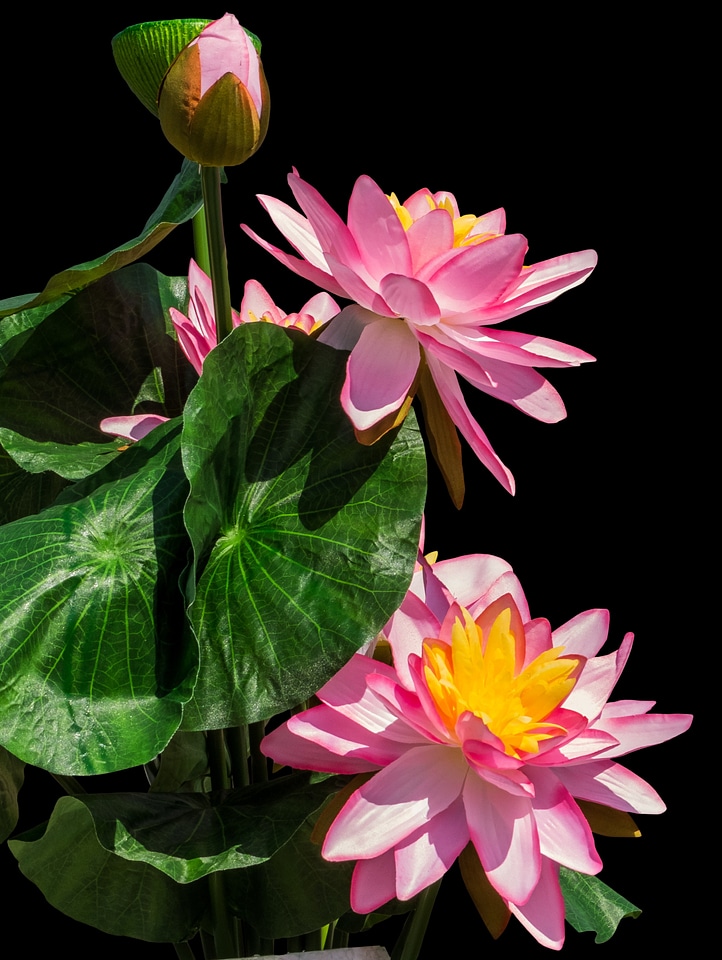 Lotus flower water flower pink