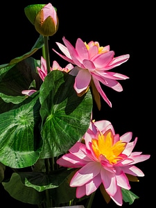 Lotus flower water flower pink photo