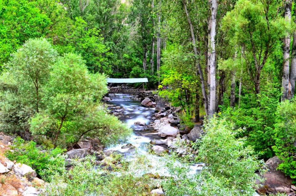 Nature Vegetation Nature Reserve Water
