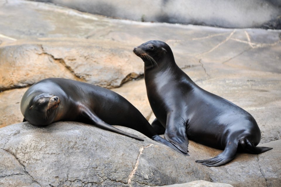 Seals Mammal Fauna Marine Mammal