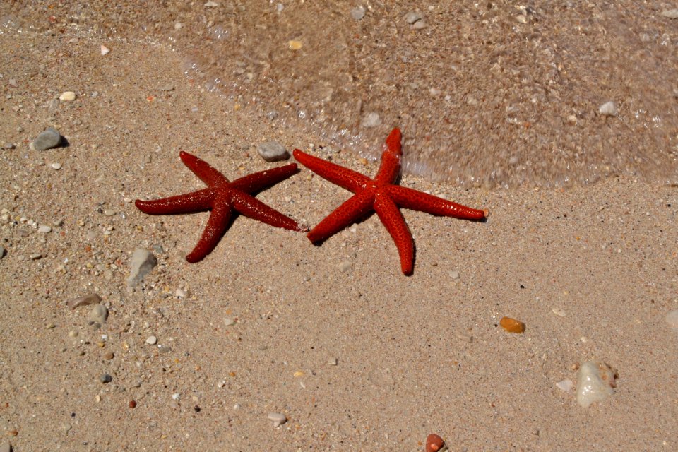 Starfish Invertebrate Marine Invertebrates Echinoderm