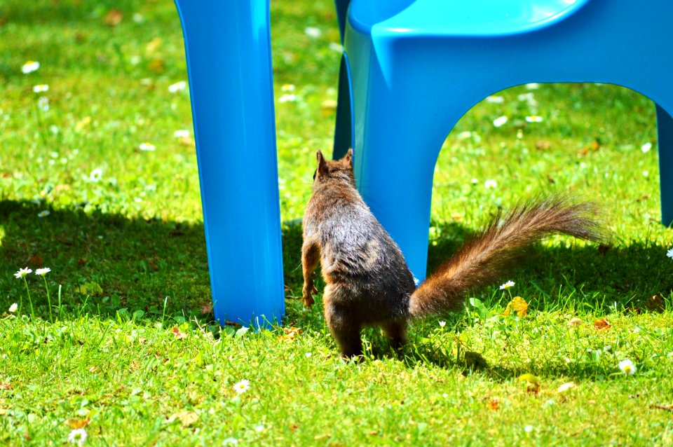Fauna Grass Wildlife Squirrel