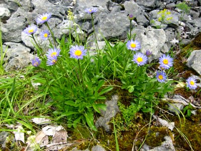Flower Plant Flora Wildflower