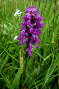 Plant Flower Flora Dactylorhiza Praetermissa