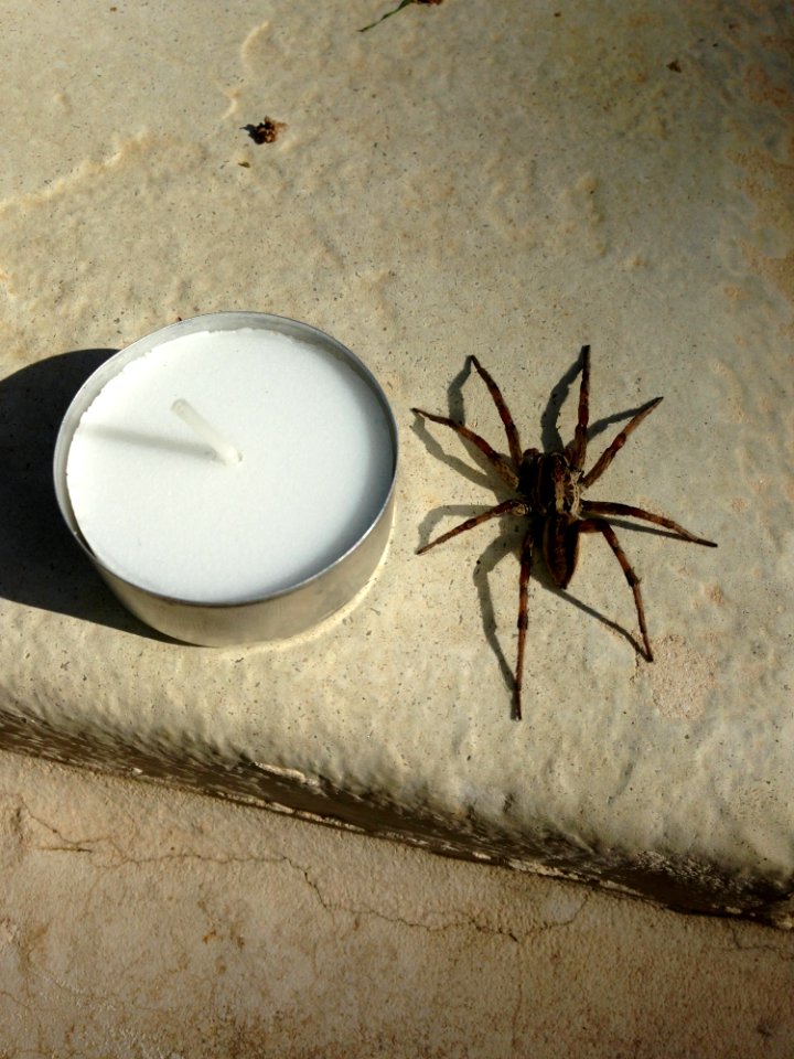 Spider Arachnid Invertebrate Arthropod