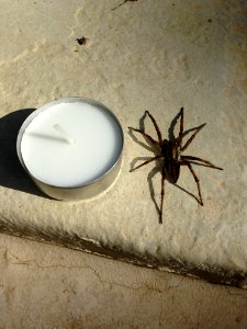 Spider Arachnid Invertebrate Arthropod