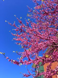 Sky Blossom Tree Branch photo