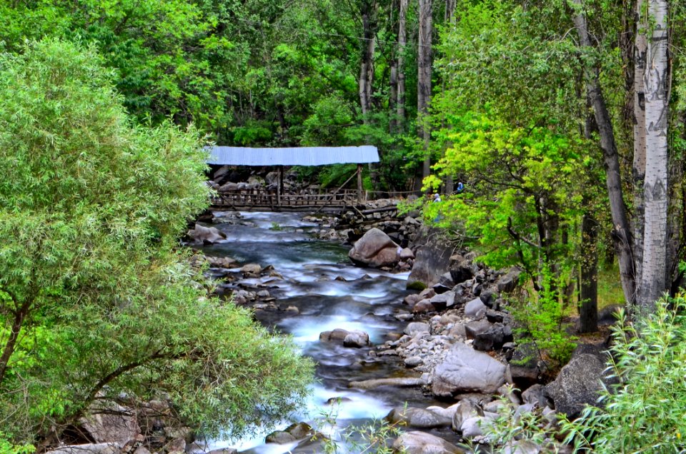 Stream Water Nature Creek