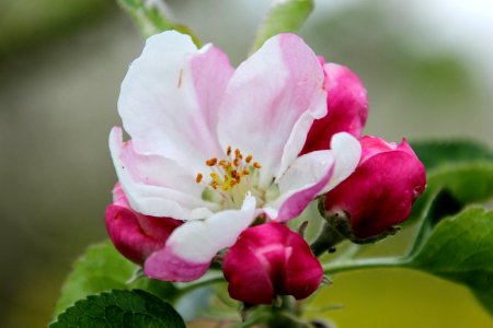 Pink Flower Blossom Rosa Canina photo