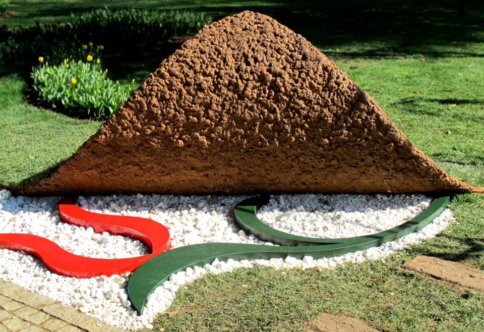 Grass Soil Lawn Grass Family