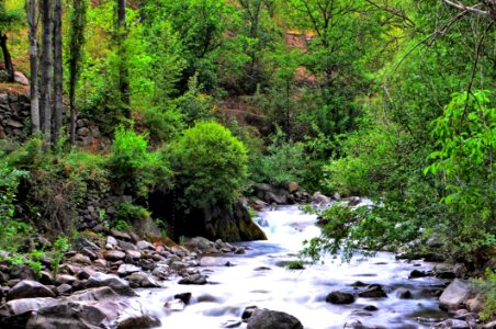 Stream Water Nature Vegetation photo