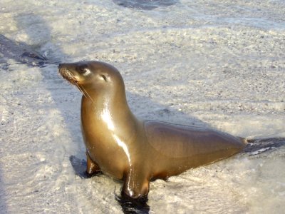 Seals Marine Mammal Fauna Mammal photo