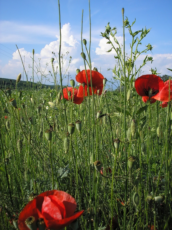 Poppy red plant