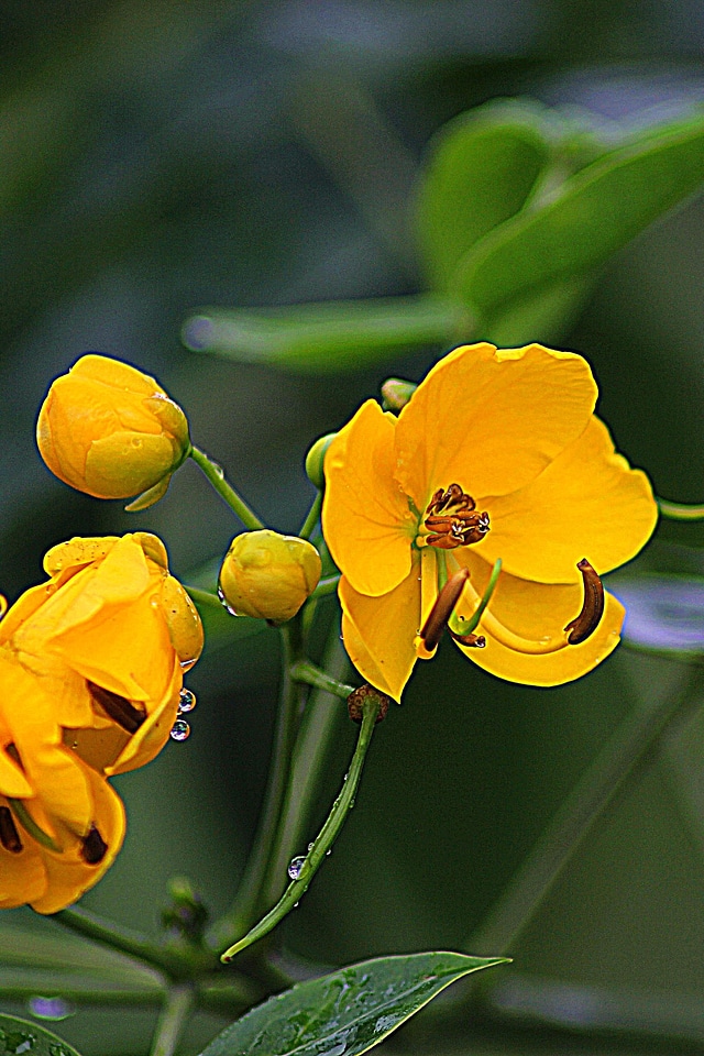 Garden fresh wild