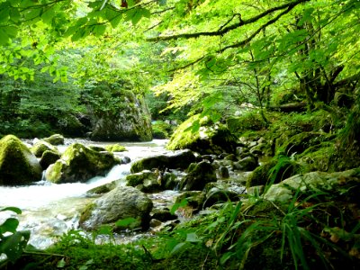 Vegetation Nature Stream Water