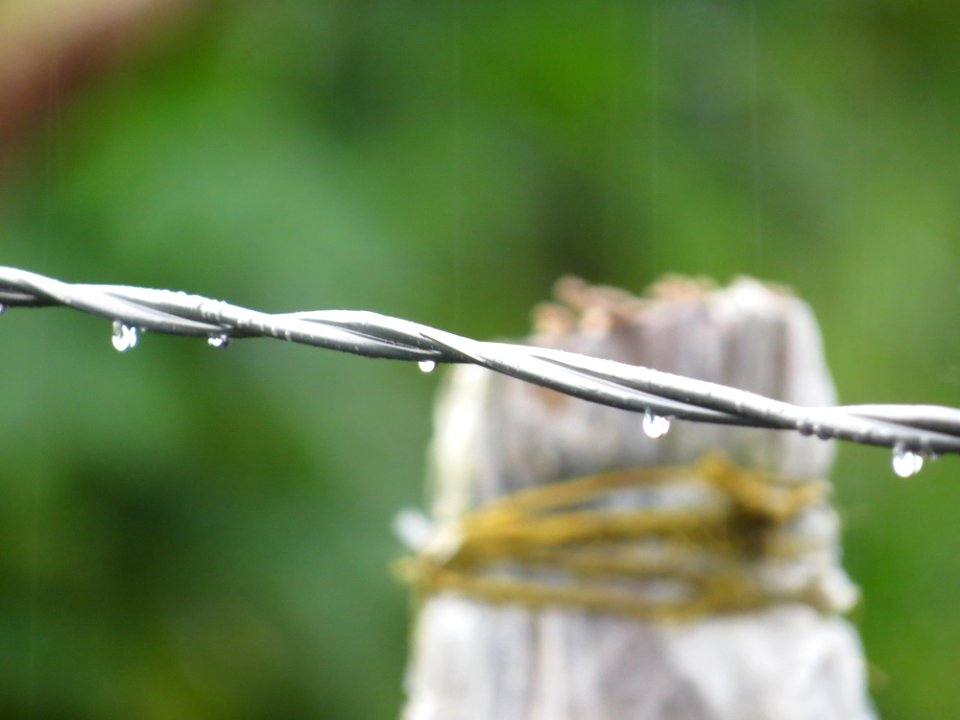 Close Up Twig Wire Fencing Plant Stem