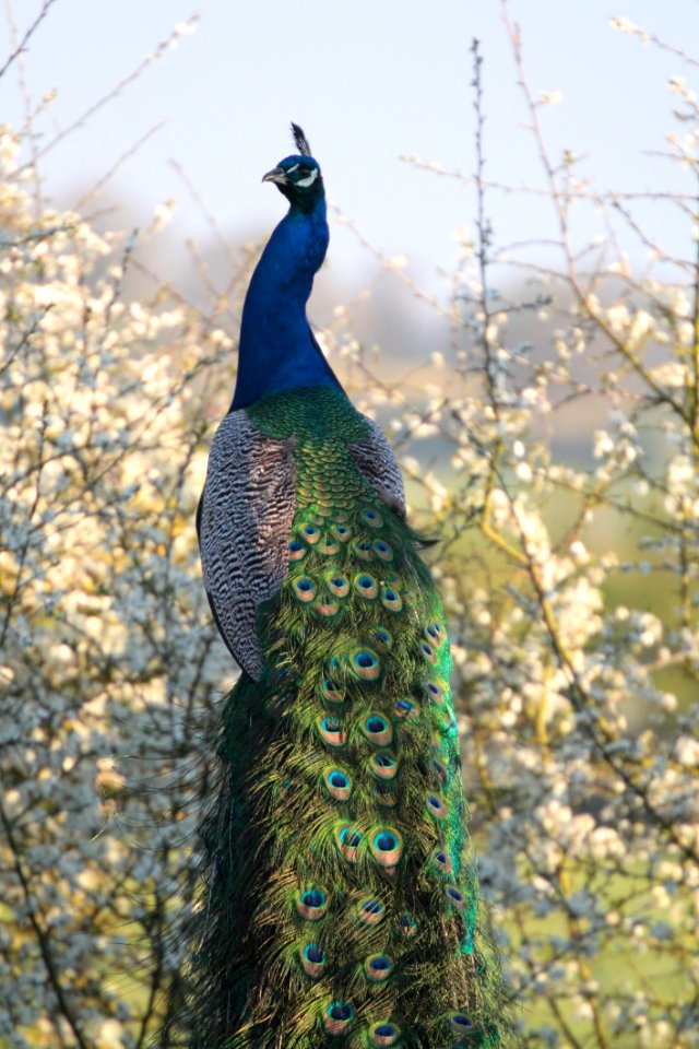 Peafowl Bird Galliformes Feather photo