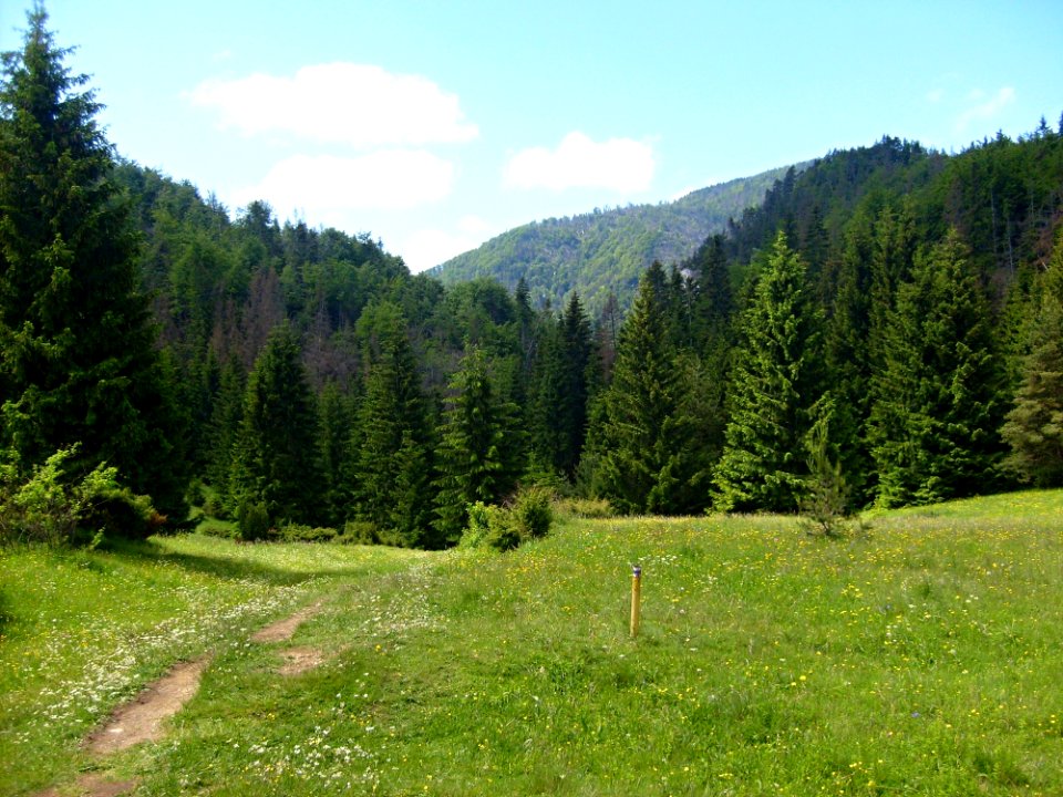 Ecosystem Wilderness Nature Reserve Vegetation