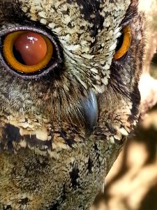 Beak Owl Fauna Close Up photo