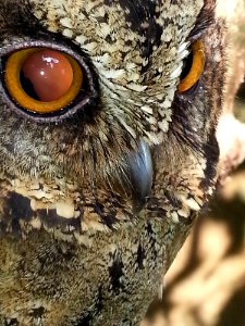 Beak Owl Fauna Close Up