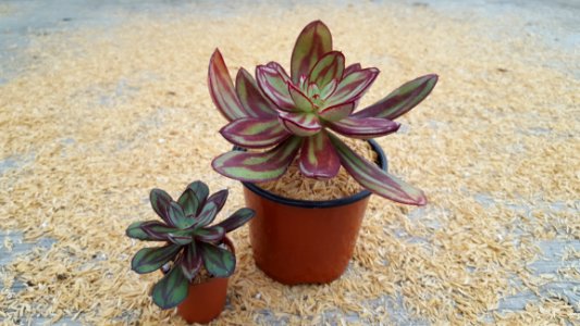 Flower Plant Flora Flowerpot