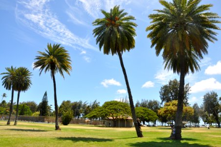 Tree Palm Tree Sky Arecales photo