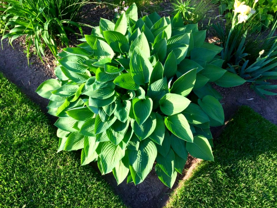 Plant Leaf Grass Herb